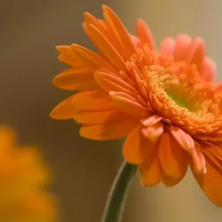 Nocleg ze śniadaniem Muntafuner Stoebli St. Gallenkirch